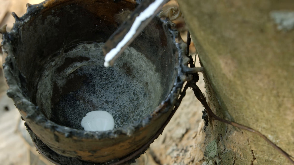 Latex running down the spout into a collection cup on a rubber tree. Still from Freehub Magazine's film Made With Love.