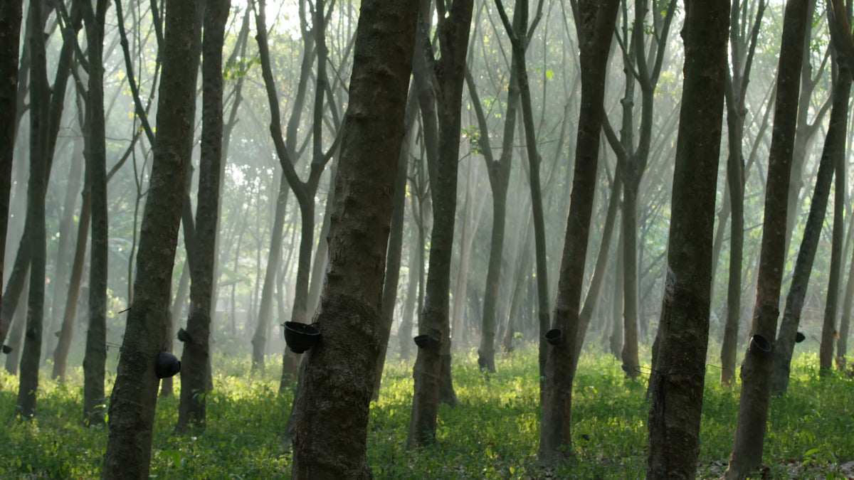 Rows of rubber trees fifty miles outside Bangkok, each with a collection cup on the trunk. Still from Freehub Magazine's film Made With Love.