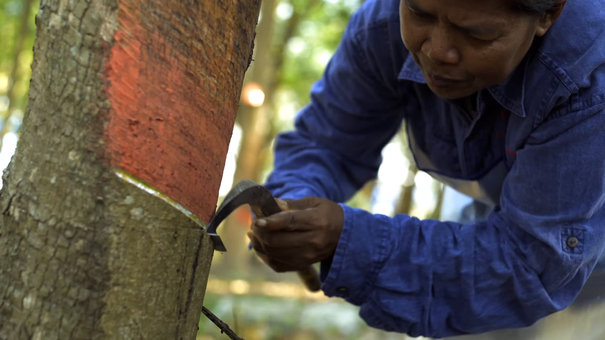 A tapper cutting the bark of a rubber tree by hand with a tapping knife. Still from Freehub Magazine's film Made With Love.